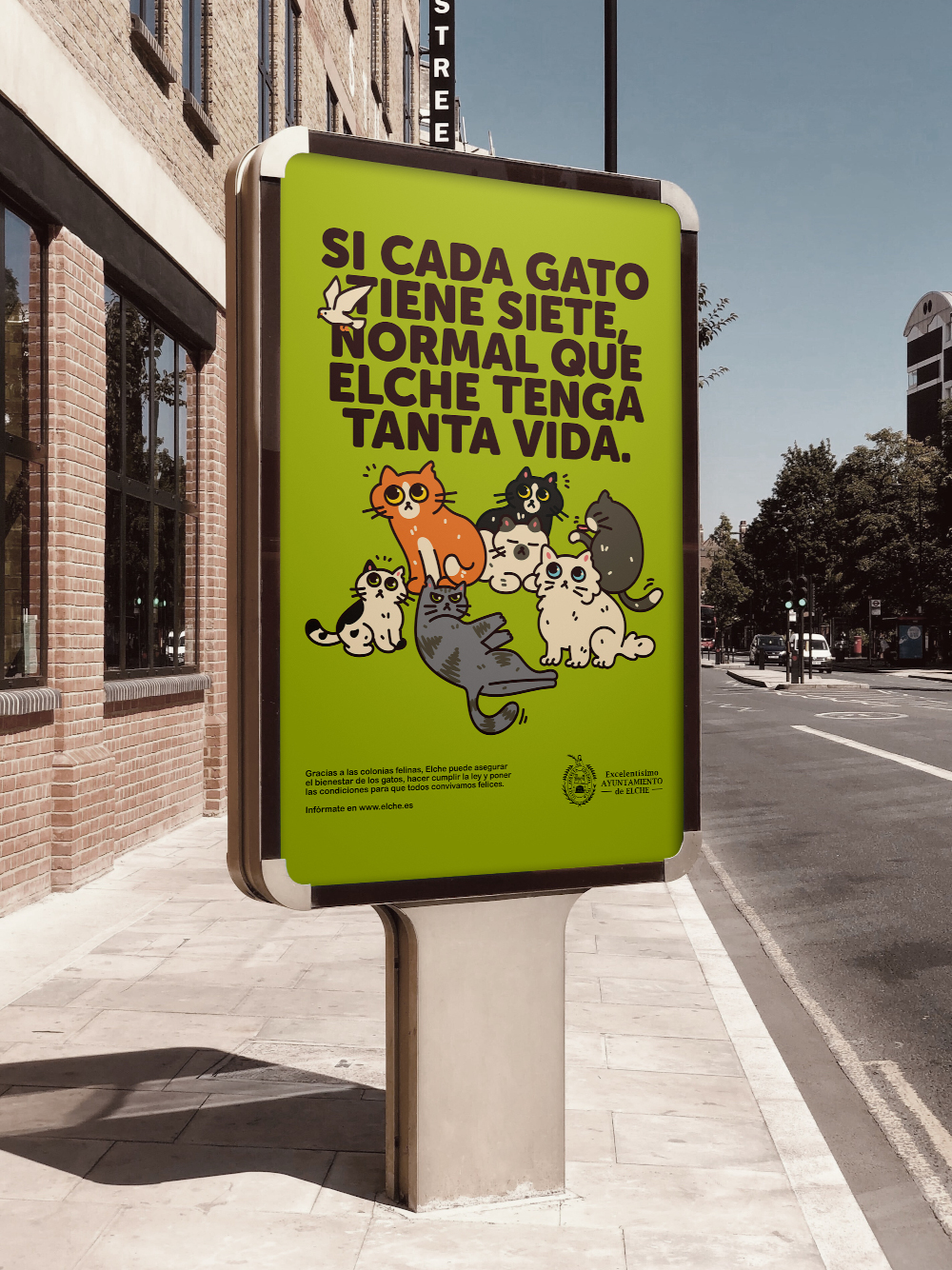 Ayuntamiento de Elche. Gr 5. Elche loves cats. Enero 2025