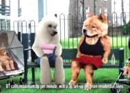 RSPCA