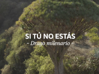 Volkswagen y Foresta