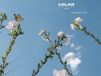 Kalma Colchón