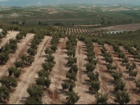 Aceites de Oliva de España