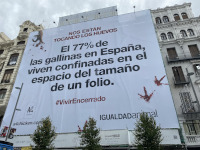 Fundación Igualdad Animal