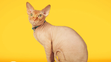 Innocean Worldwide Spain crea la nueva campaña de Scotch-Brite en EMEA