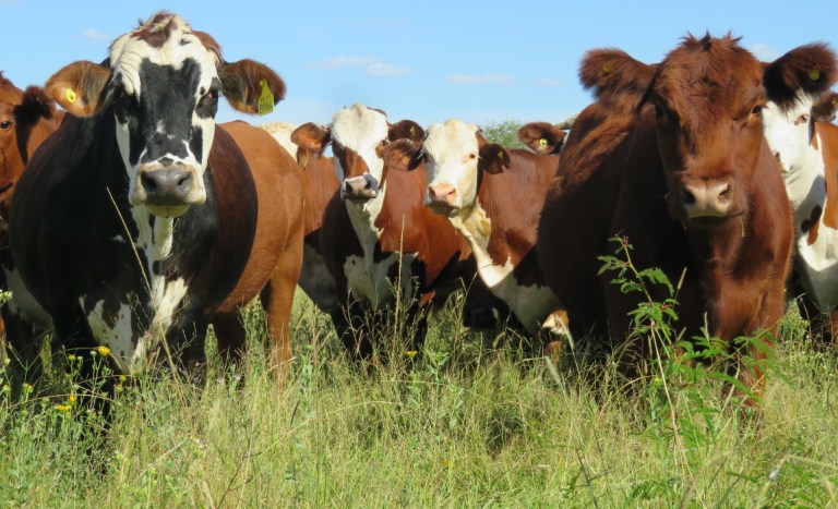 Ganadería de pastizal, Gualeguaychú | Foto: Tais Gadea Laracambio climático Ganadería de pastizal, Gualeguaychú | Foto: Tais Gadea Laracambio climático