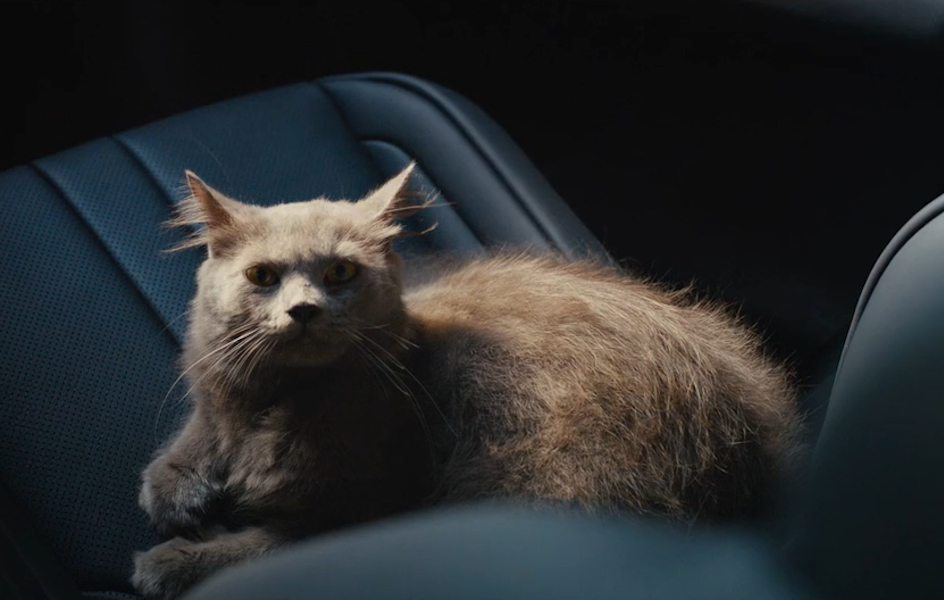La entrañable historia entre un gato y el propietario de un Lexus