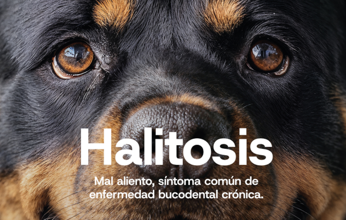 Virbac, Ecuphar, Swedencare e Imagine Animal Health