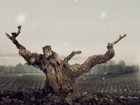 Ribera del Duero