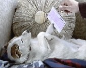 Lotería Primitiva
