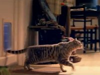 Whiskas