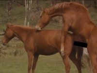 Peta
