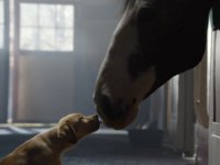 Budweiser