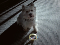 Cesar
