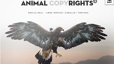 Cannes Lions: cinco nuevas listas cortas