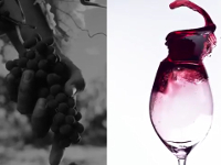 D.O. Ribera del Duero