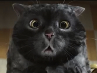 Sainsbury's cede el protagonismo de su campaña navideña a un conocido gato