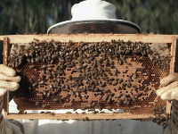 250.000 abejas firman una petición en contra de los plaguicidas