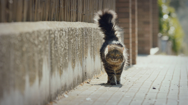DoubleYou crea la campa&#241;a de lanzamiento de una marca de comida para mascotas