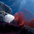 Aqualtis (Italia)