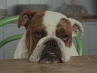 Royal Canin