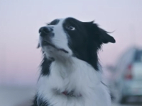 Royal Canin