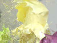Shiseido