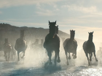 Lloyds Bank